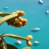 Cactus con frutti arancioni in primo piano con mare turchese e barche sullo sfondo.