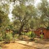 Sentiero tra piante e bungalow arancioni sotto alberi alti.